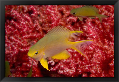 Framed Golden Damselfish, Gorgonian Sea Fan, Indonesia Print