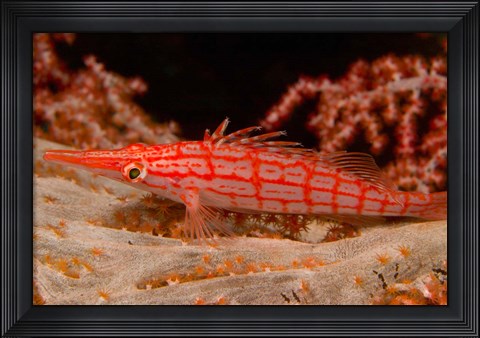 Framed Longnose Hawkfish, Banda Sea, Indonesia Print