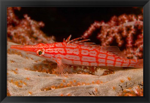 Framed Longnose Hawkfish, Banda Sea, Indonesia Print