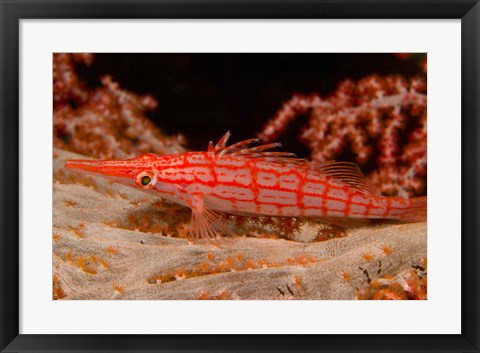 Framed Longnose Hawkfish, Banda Sea, Indonesia Print