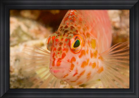 Framed Pixie Hawkfish, Banda Sea, Indonesia Print