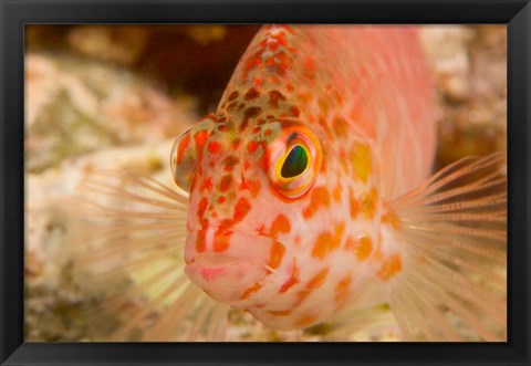 Framed Pixie Hawkfish, Banda Sea, Indonesia Print