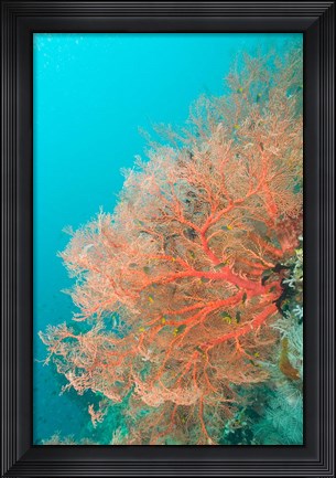 Framed Sea Fan, Raja Ampat region, Papua, Indonesia Print