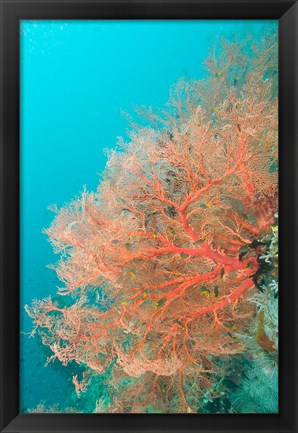 Framed Sea Fan, Raja Ampat region, Papua, Indonesia Print