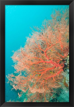 Framed Sea Fan, Raja Ampat region, Papua, Indonesia Print