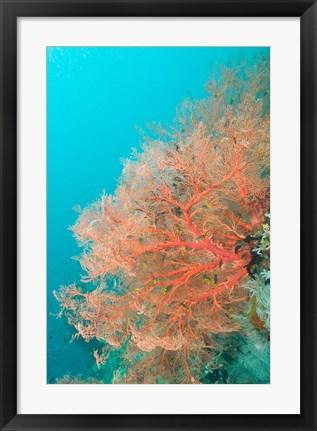 Framed Sea Fan, Raja Ampat region, Papua, Indonesia Print