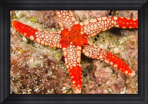 Framed Sea Star, Banda Island, Indonesia Print