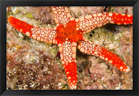 Framed Sea Star, Banda Island, Indonesia Print