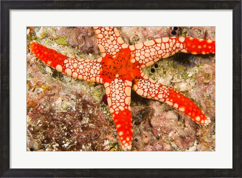 Framed Sea Star, Banda Island, Indonesia Print