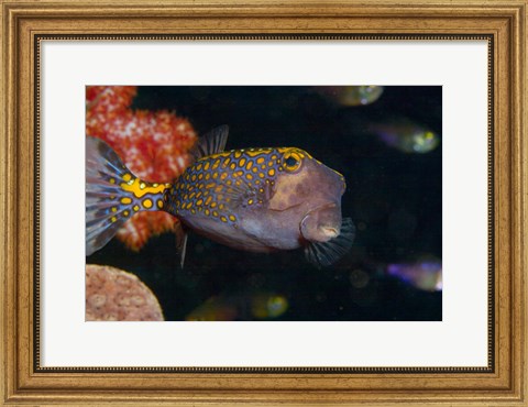 Framed Spotted Boxfish, Banda Sea, Indonesia Print