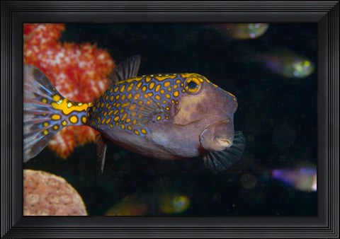 Framed Spotted Boxfish, Banda Sea, Indonesia Print