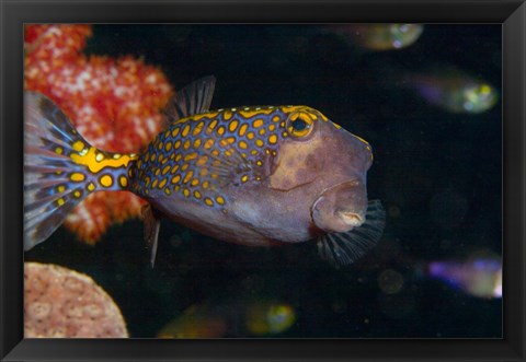 Framed Spotted Boxfish, Banda Sea, Indonesia Print