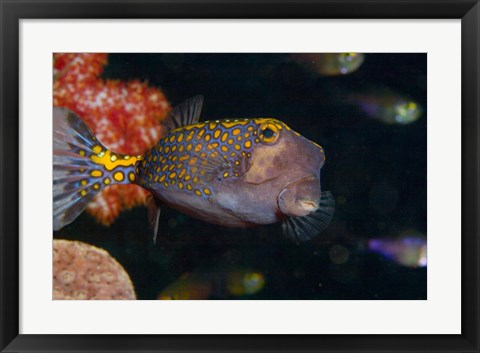 Framed Spotted Boxfish, Banda Sea, Indonesia Print