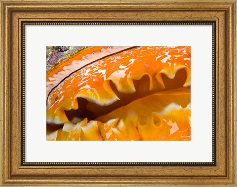 Framed Thorny Oyster Mantle Detail and Eyes, Banda Sea, Indonesia Print