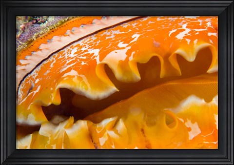 Framed Thorny Oyster Mantle Detail and Eyes, Banda Sea, Indonesia Print