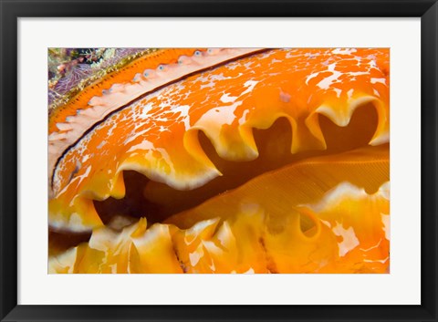 Framed Thorny Oyster Mantle Detail and Eyes, Banda Sea, Indonesia Print