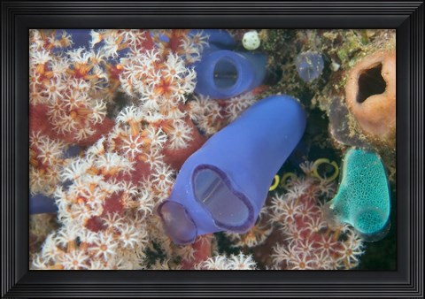 Framed Tunicates, Gorgonian Sea Fan, Banda, Indonesia Print