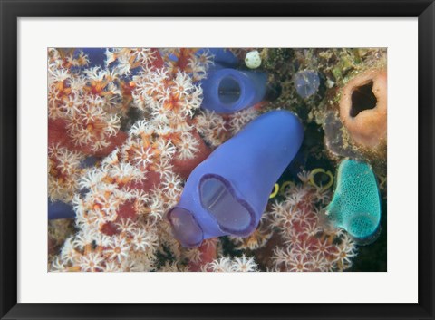 Framed Tunicates, Gorgonian Sea Fan, Banda, Indonesia Print