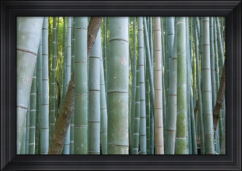 Framed Bamboo Forest, Kyoto, Japan Print