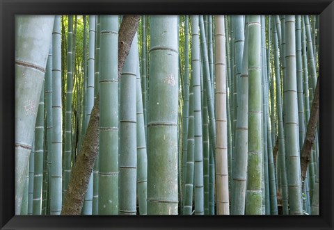 Framed Bamboo Forest, Kyoto, Japan Print
