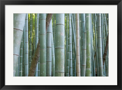 Framed Bamboo Forest, Kyoto, Japan Print