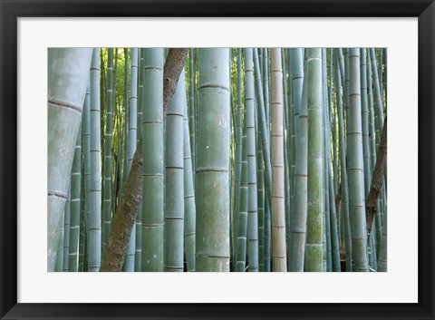 Framed Bamboo Forest, Kyoto, Japan Print