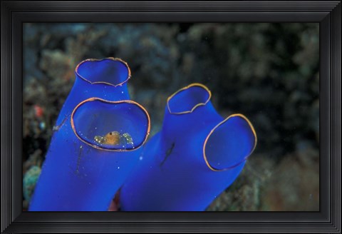 Framed Crab Peeking From Tunicate, Irian Jaya, Indonesia Print
