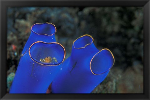 Framed Crab Peeking From Tunicate, Irian Jaya, Indonesia Print