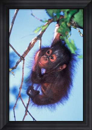 Framed Baby Orangutan, Tanjung Putting National Park, Indonesia Print