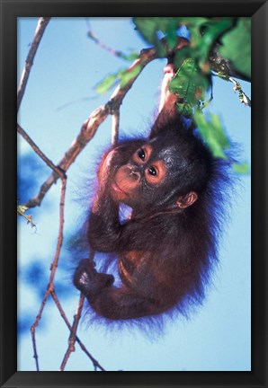 Framed Baby Orangutan, Tanjung Putting National Park, Indonesia Print