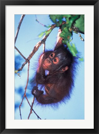 Framed Baby Orangutan, Tanjung Putting National Park, Indonesia Print