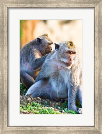 Framed Bali, Indonesia, monkeys run in the Uluwatu temple Print