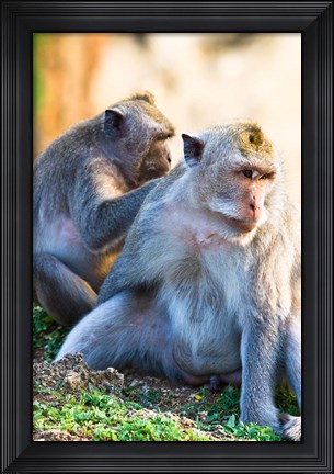 Framed Bali, Indonesia, monkeys run in the Uluwatu temple Print