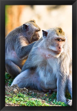 Framed Bali, Indonesia, monkeys run in the Uluwatu temple Print