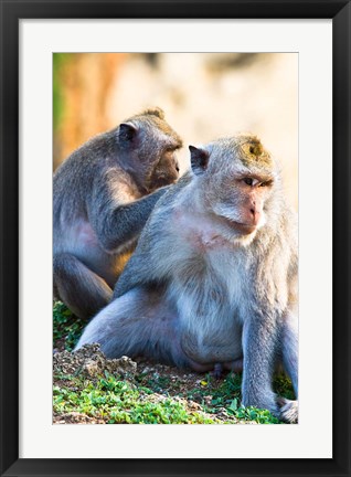 Framed Bali, Indonesia, monkeys run in the Uluwatu temple Print