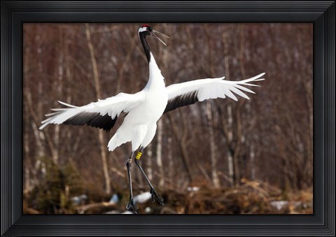 Framed Japanese crane, Hokkaido, Japan Print