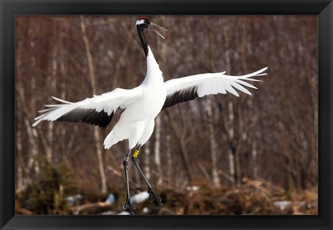 Framed Japanese crane, Hokkaido, Japan Print