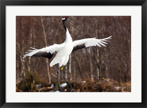 Framed Japanese crane, Hokkaido, Japan Print