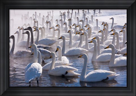 Framed Whooper swans, Hokkaido, Japan Print