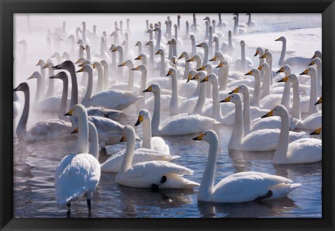 Framed Whooper swans, Hokkaido, Japan Print