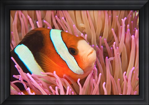Framed Anemonefish, Scuba Diving, Tukang Besi, Indonesia Print