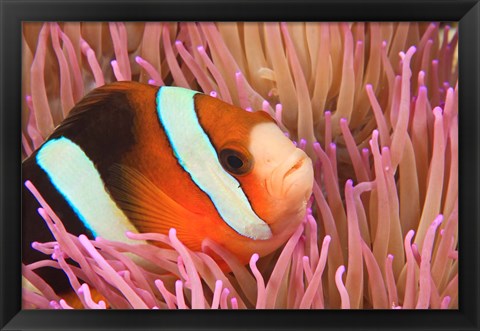 Framed Anemonefish, Scuba Diving, Tukang Besi, Indonesia Print