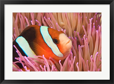 Framed Anemonefish, Scuba Diving, Tukang Besi, Indonesia Print