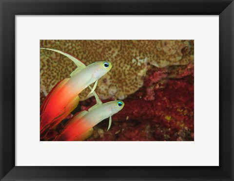Framed Fire Dartfish, Banda Sea, Indonesia Print
