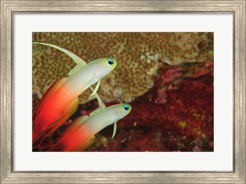 Framed Fire Dartfish, Banda Sea, Indonesia Print