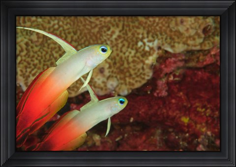 Framed Fire Dartfish, Banda Sea, Indonesia Print
