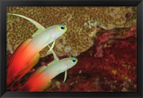 Framed Fire Dartfish, Banda Sea, Indonesia Print