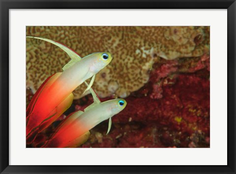 Framed Fire Dartfish, Banda Sea, Indonesia Print