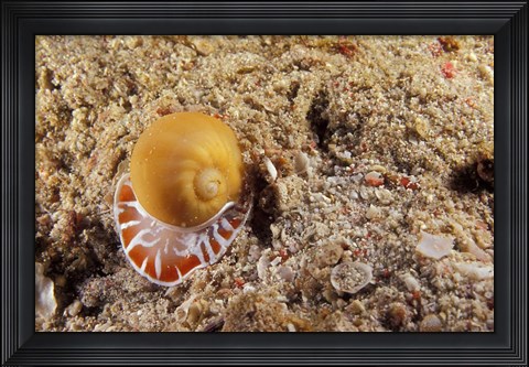 Framed Moon Shell, Papua, Indonesia Print