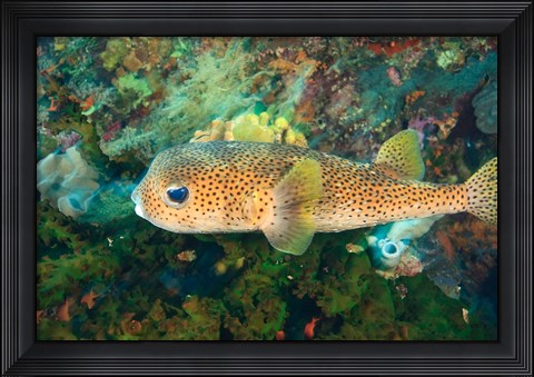 Framed Pufferfish, Scuba Diving, Tukang Besi, Indonesia Print